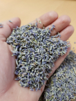 Lavendel